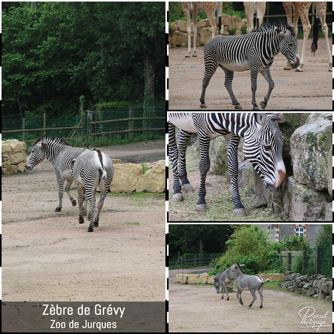 91401144_jurques_-_zebre_de_grevy_01_-_layout_67_1080x1080.jpg