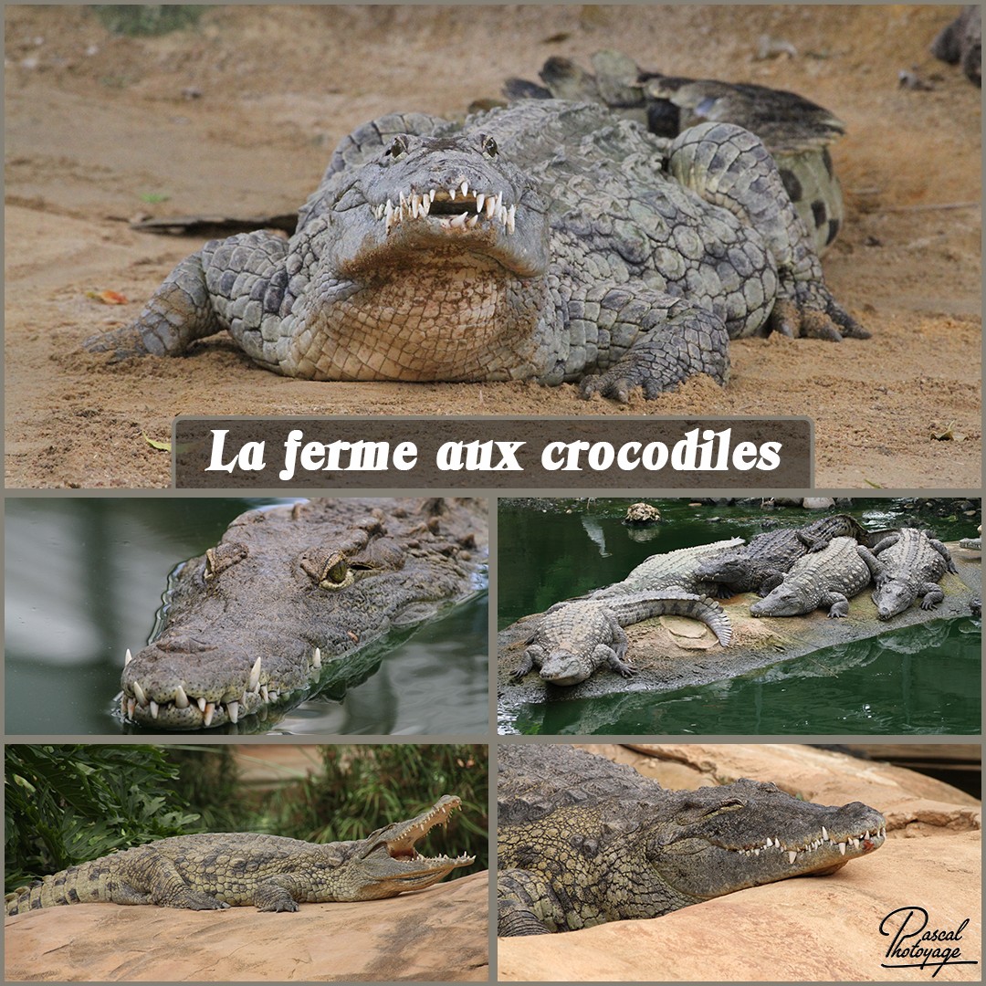 91850309_la_ferme_aux_crocodiles_01_-_layout_56_1080x1080.jpg