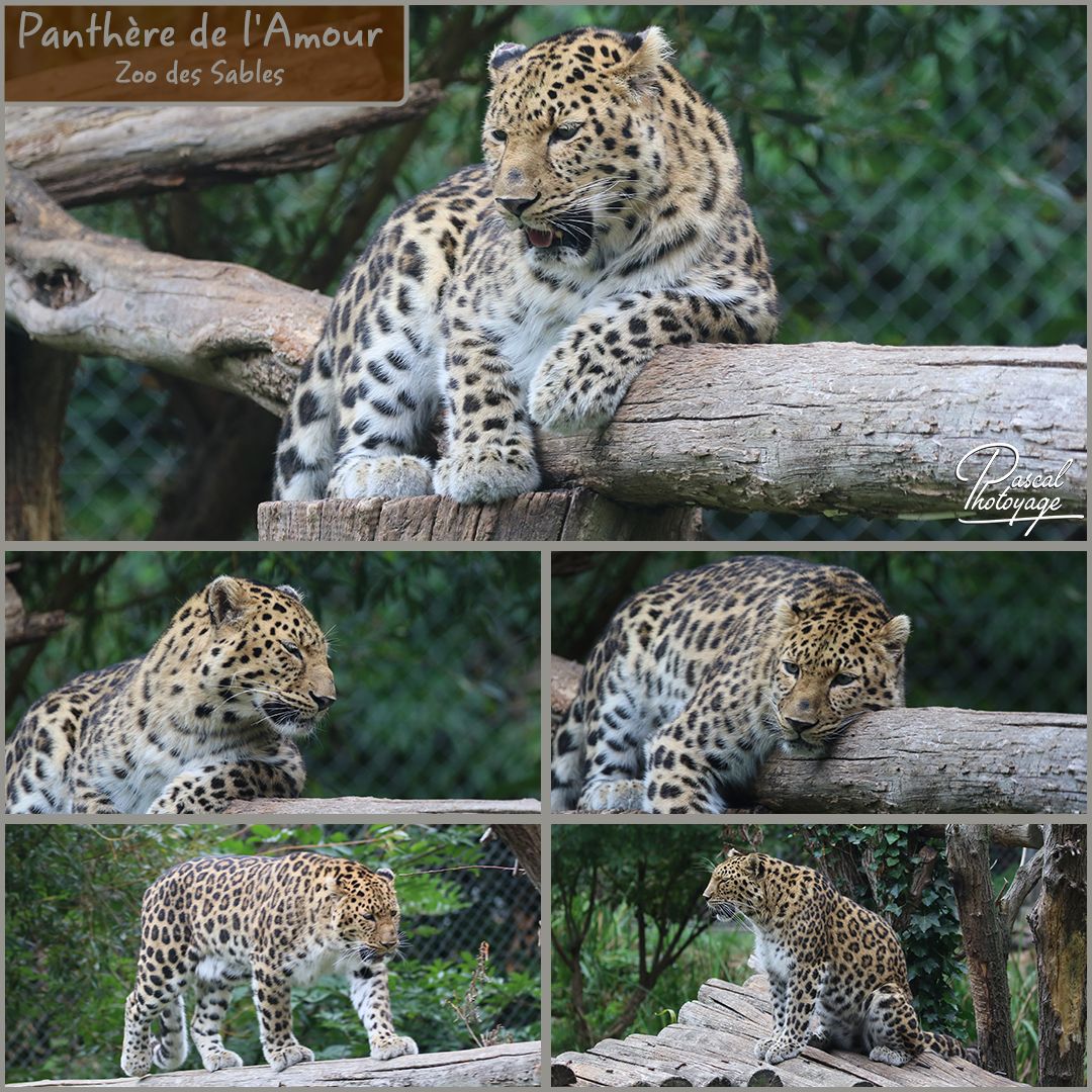 92745800_zoo_des_sables_-_panthere_de_l_amour_01_-_layout_56_1080x1080.jpg