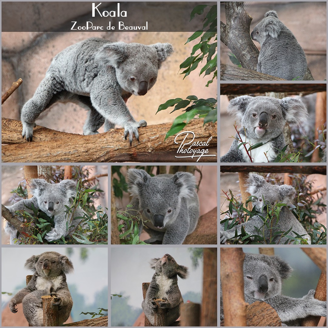 93144319_beauval_-_koala_01_-_layout_44_1080x1080.jpg