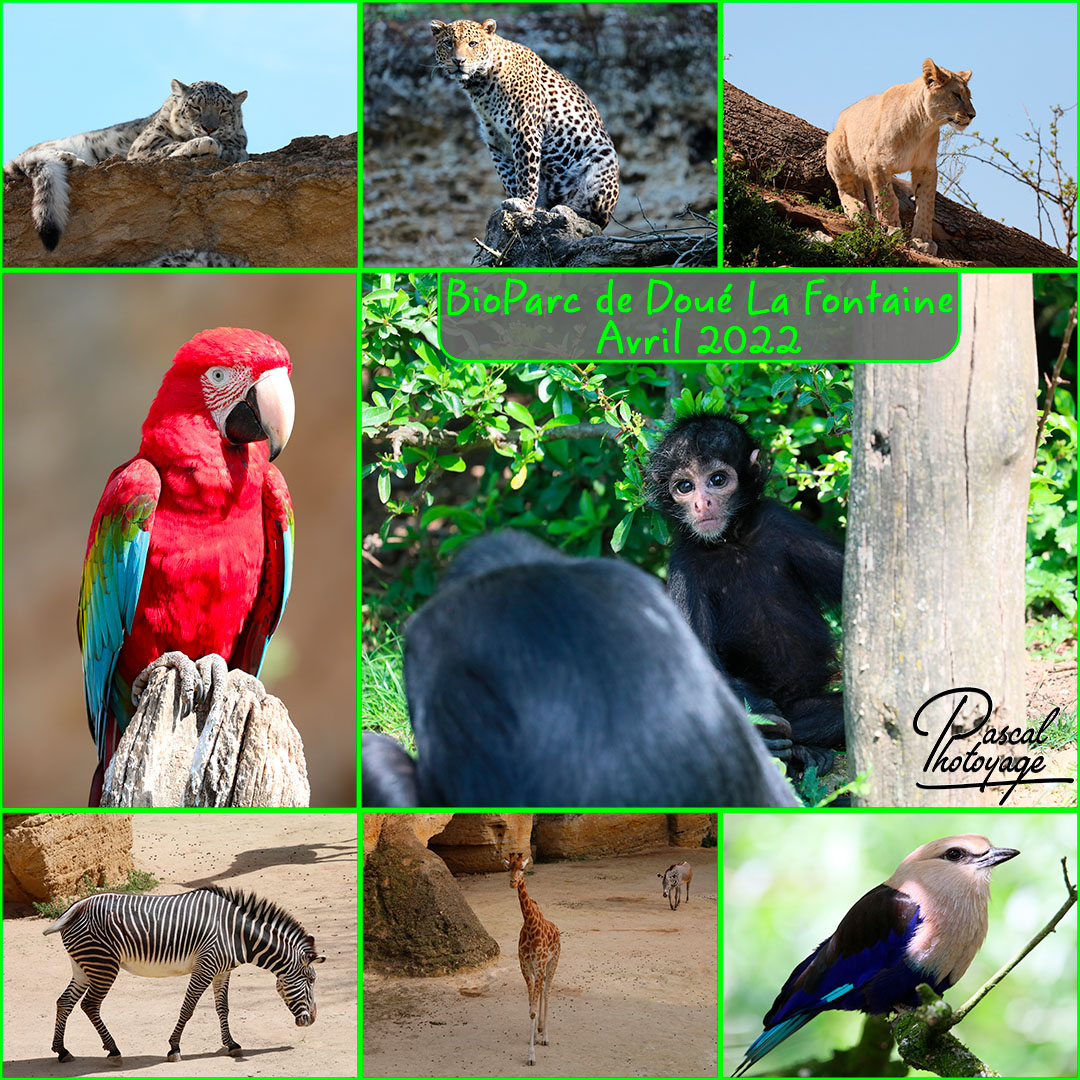 93447626_bioparc_doue_la_fontaine_01_-_layout_35_1080x1080.jpg