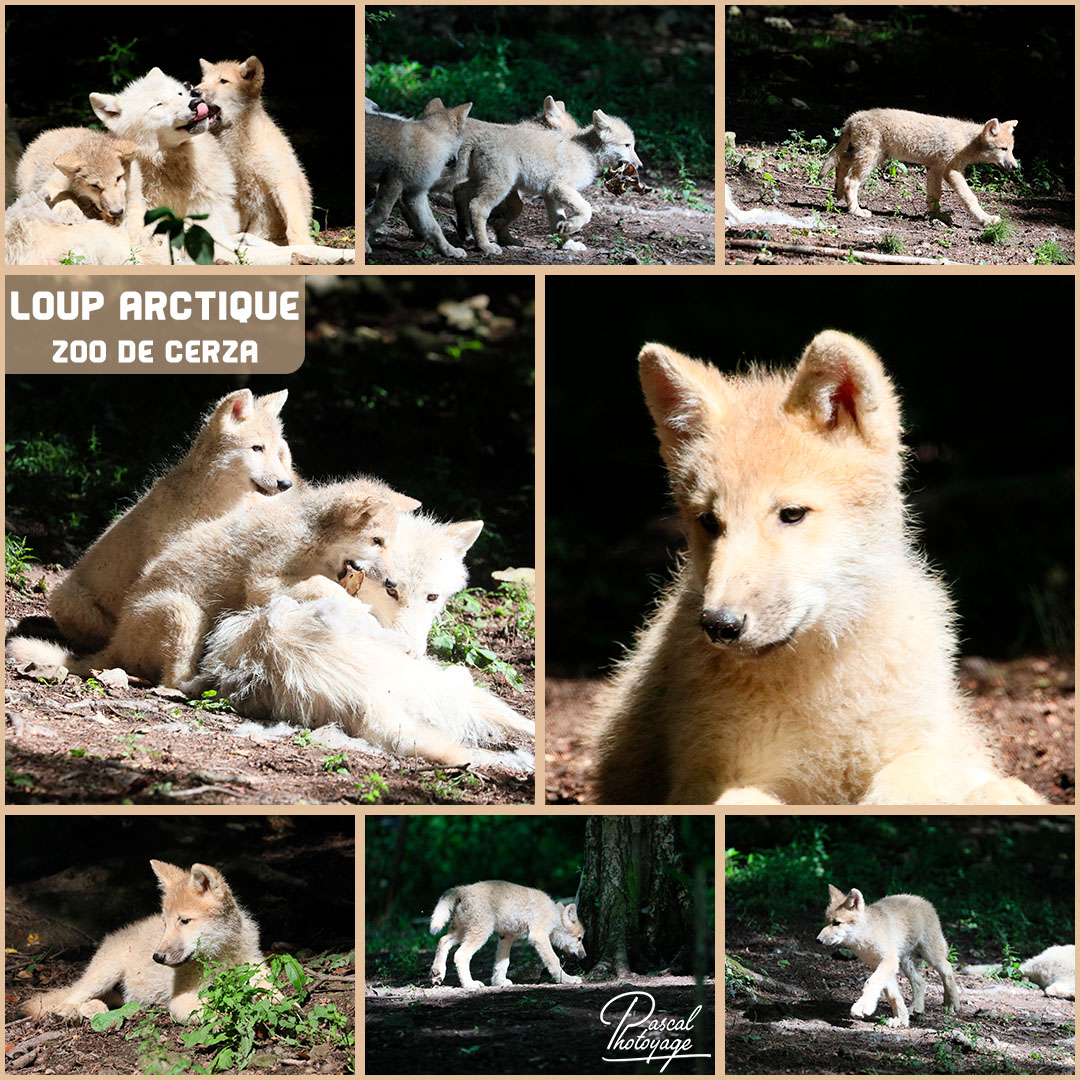 94154767_cerza_-_loup_arctique_01_-_layout_34_1080x1080.jpg