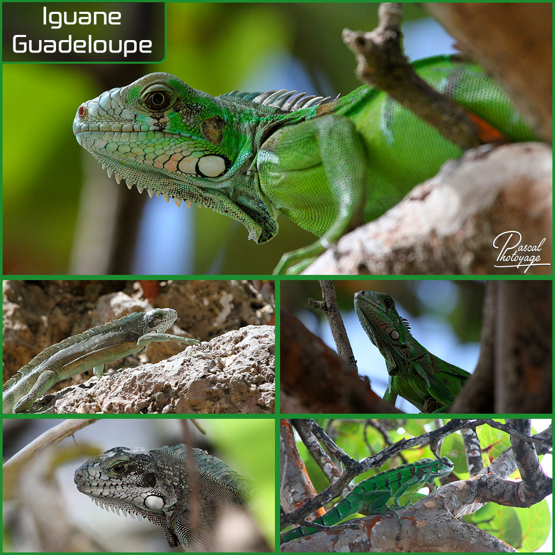 94631892_guadeloupe_-_iguane_01_-_layout_56_1080x1080.jpg