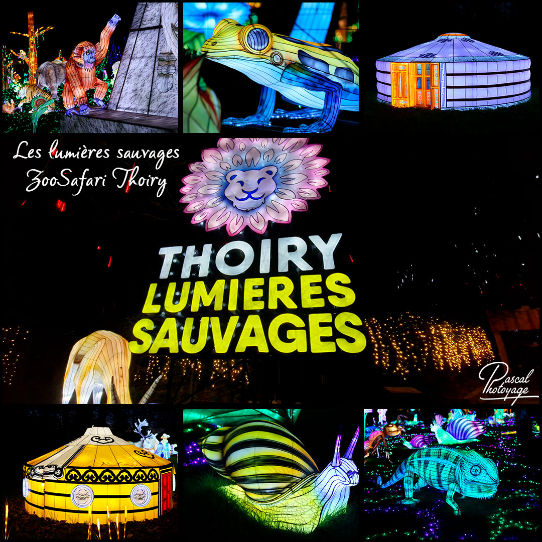 94913921_les_lumieres_sauvages_-_zoosafari_thoiry_-_layout_32_1080x1080.jpg