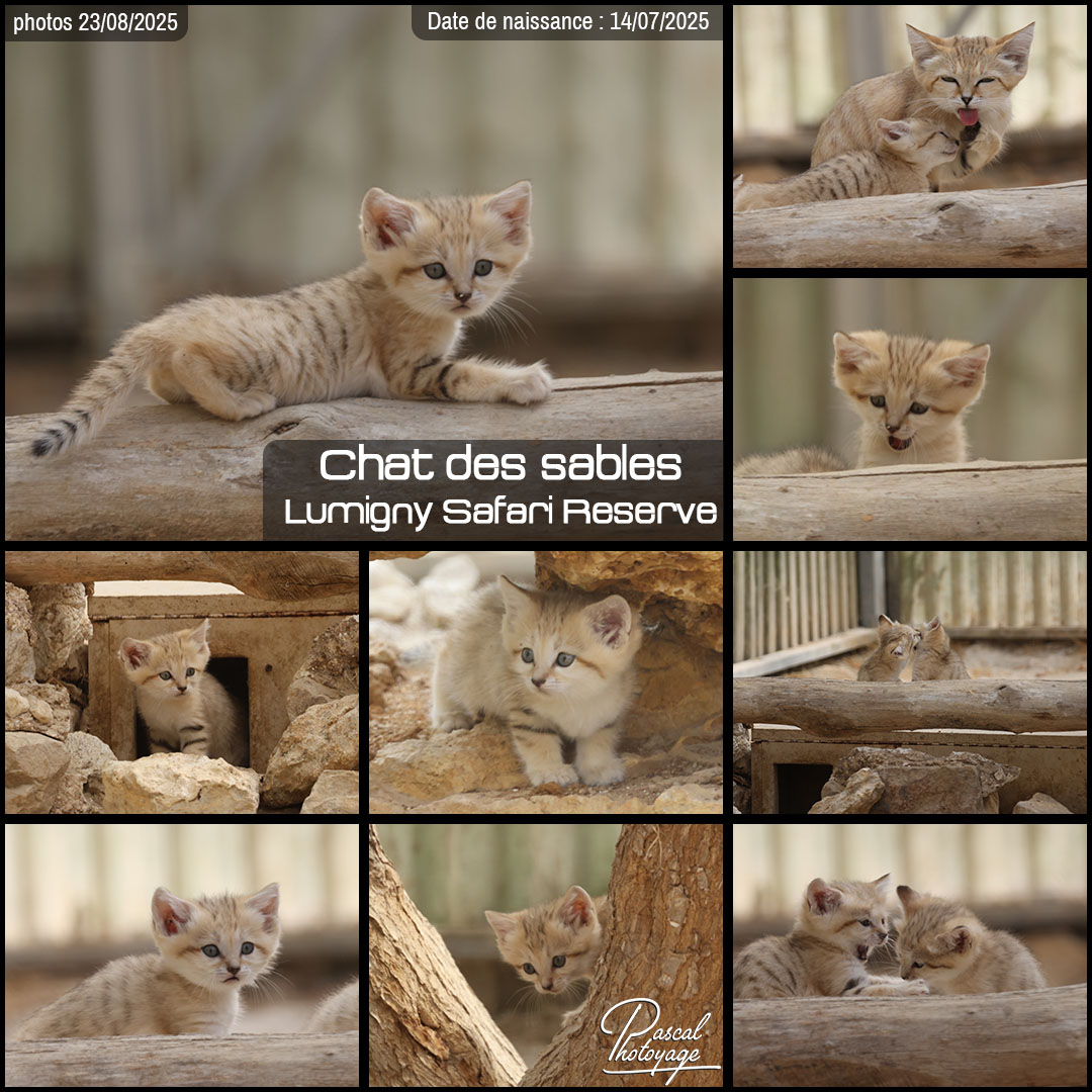 95180066_chat_des_sables_01_-_lumigny_safari_reserve_-_layout_44_1080x1080.jpg
