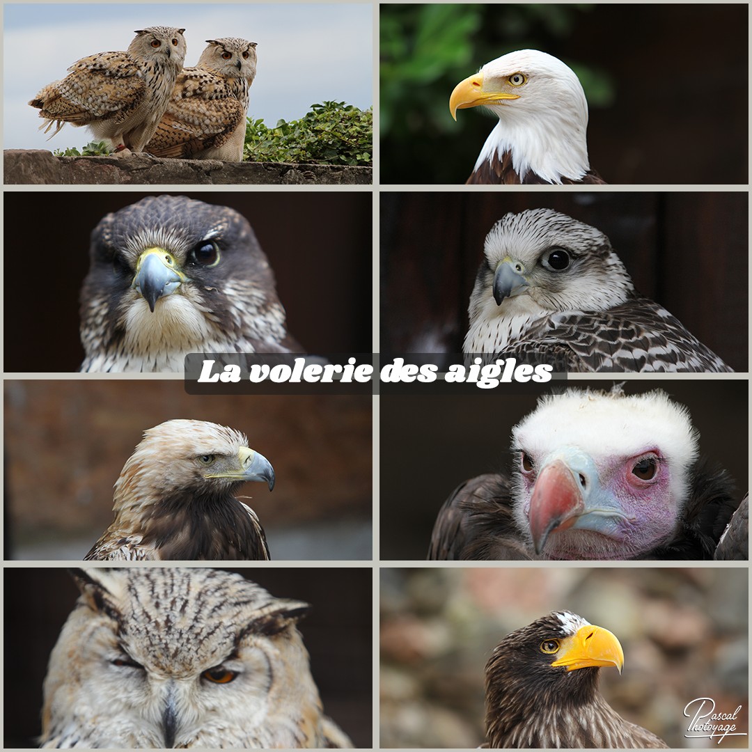 95332812_la_volerie_des_aigles_01_-_layout_53_1080x1080.jpg