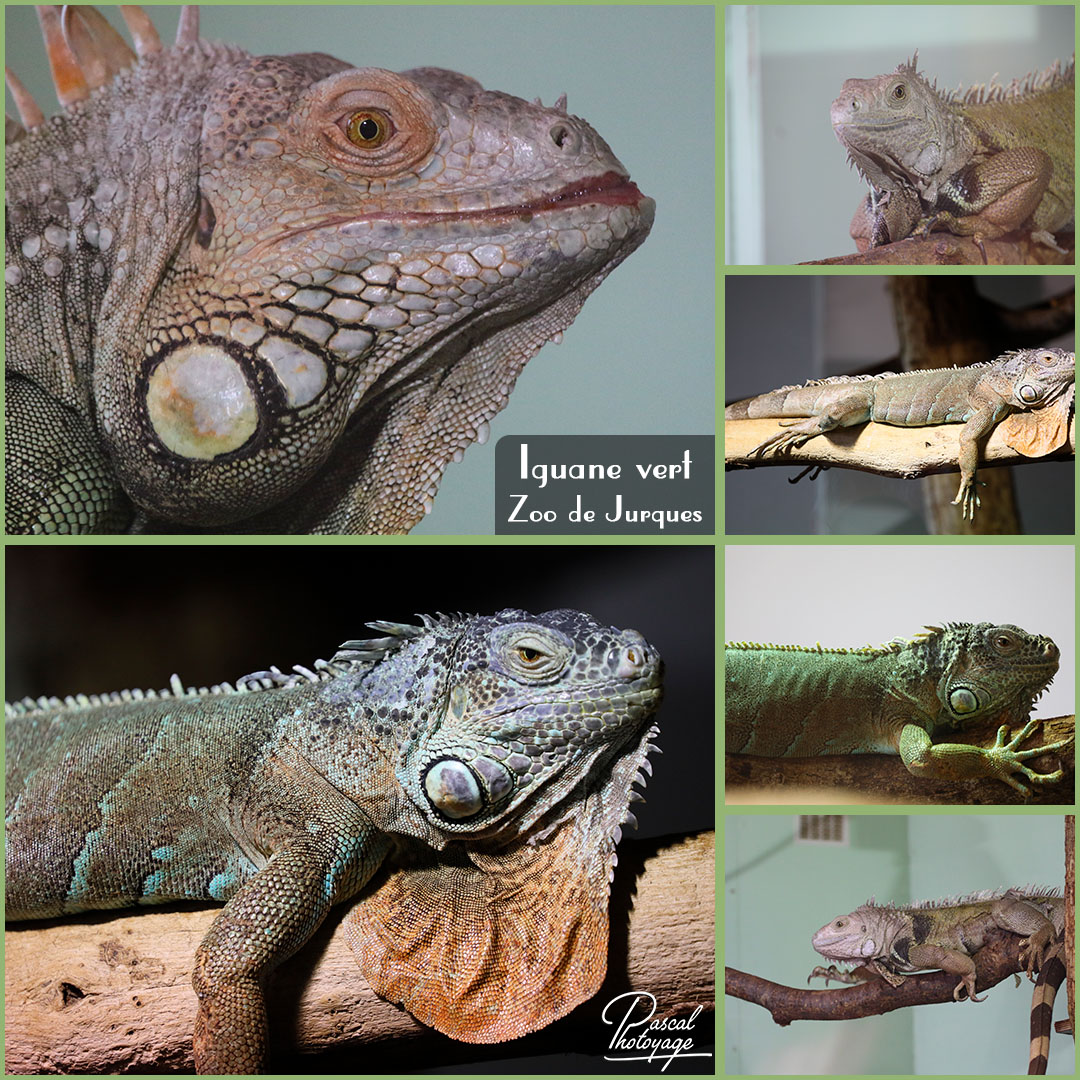 95513760_jurques_-_iguane_vert_01_-_layout_64_1080x1080.jpg