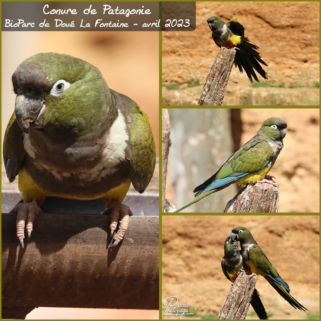 96069298_doue_la_fontaine_-_conure_de_patagonie_01_-_layout_67_1080x1080.jpg
