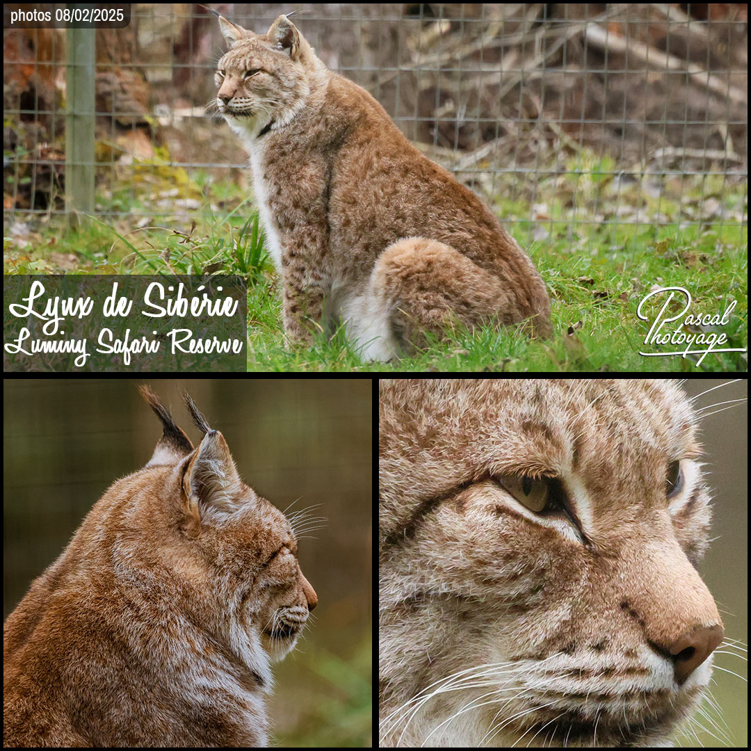 96467022_lynx_de_siberie_01_-_lumigny_safari_reserve_-_layout_58_1080x1080.jpg