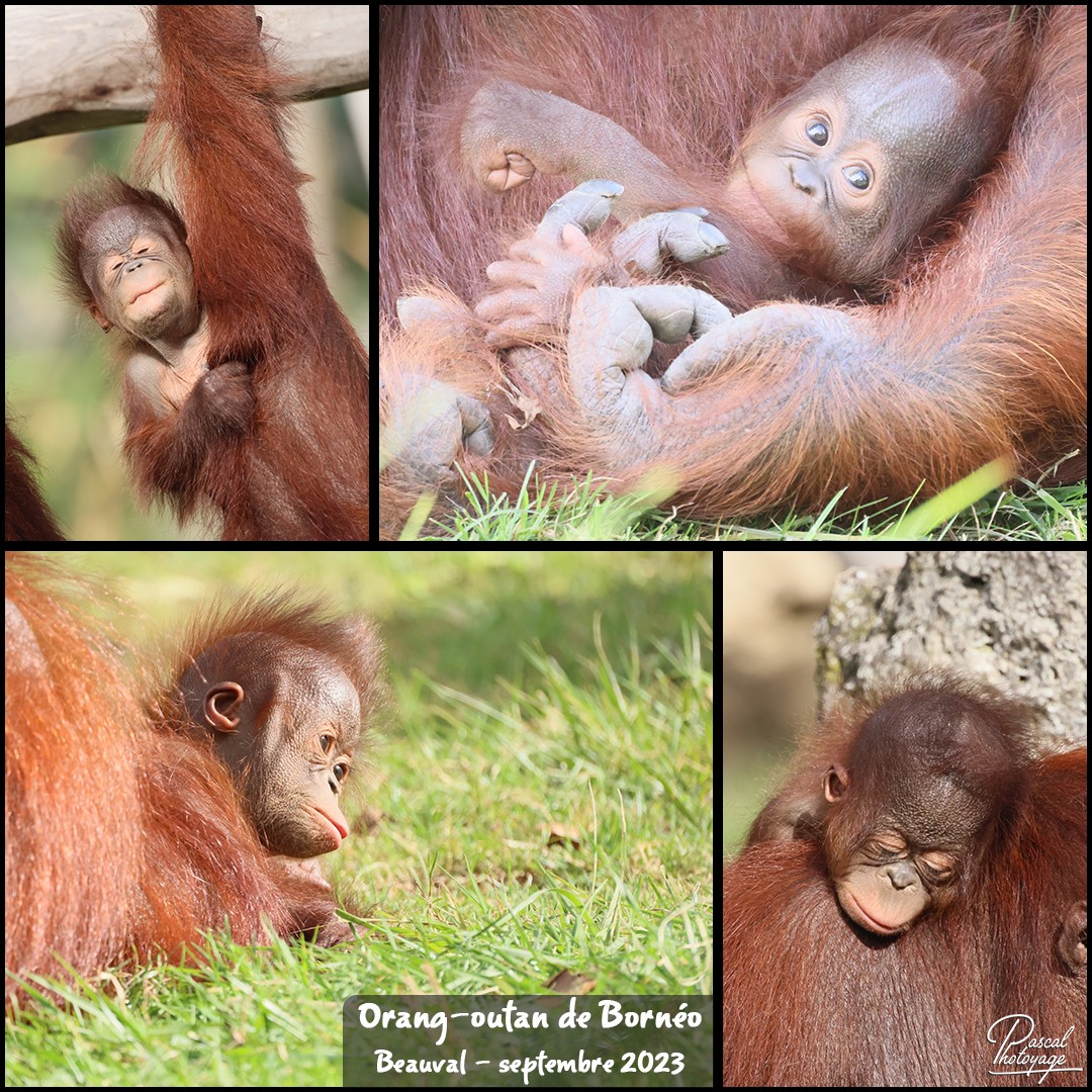 97313754_orang-outan_de_borneo_01_-_layout_09_1080x1080.jpg