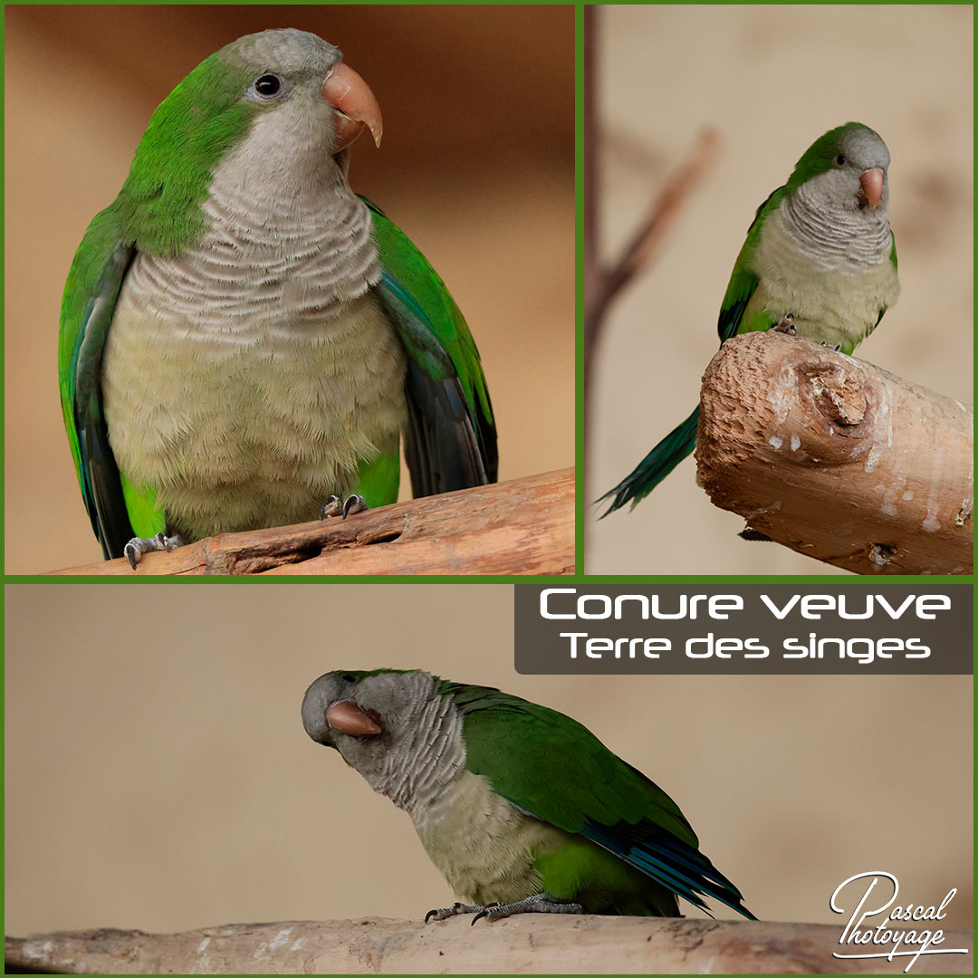 97483810_conure_veuve_01_-_terre_des_singes_-_layout_01_1080x1080.jpg