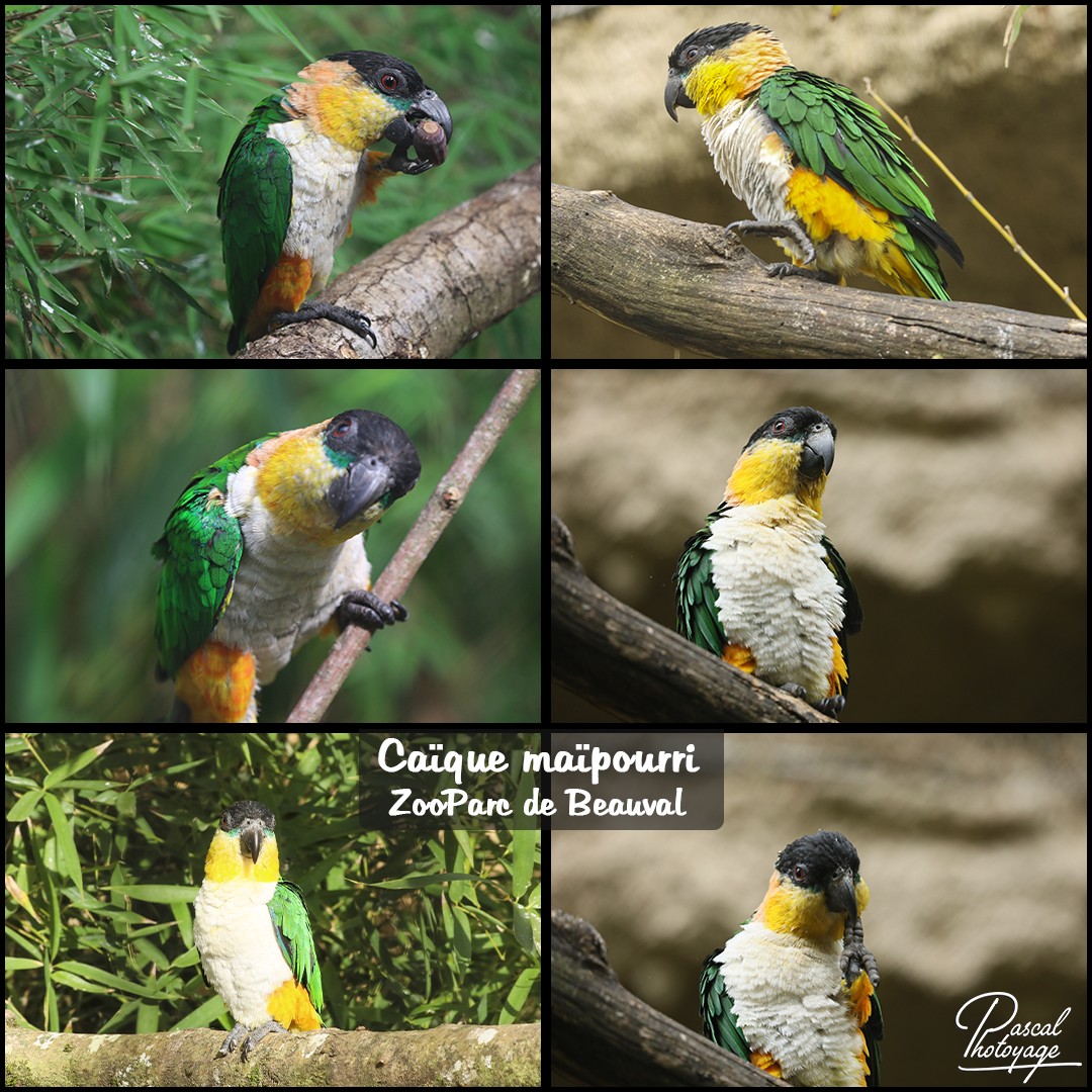 97641133_caique_maipourri_-_zooparc_de_beauval_-_layout_71_1080x1080.jpg