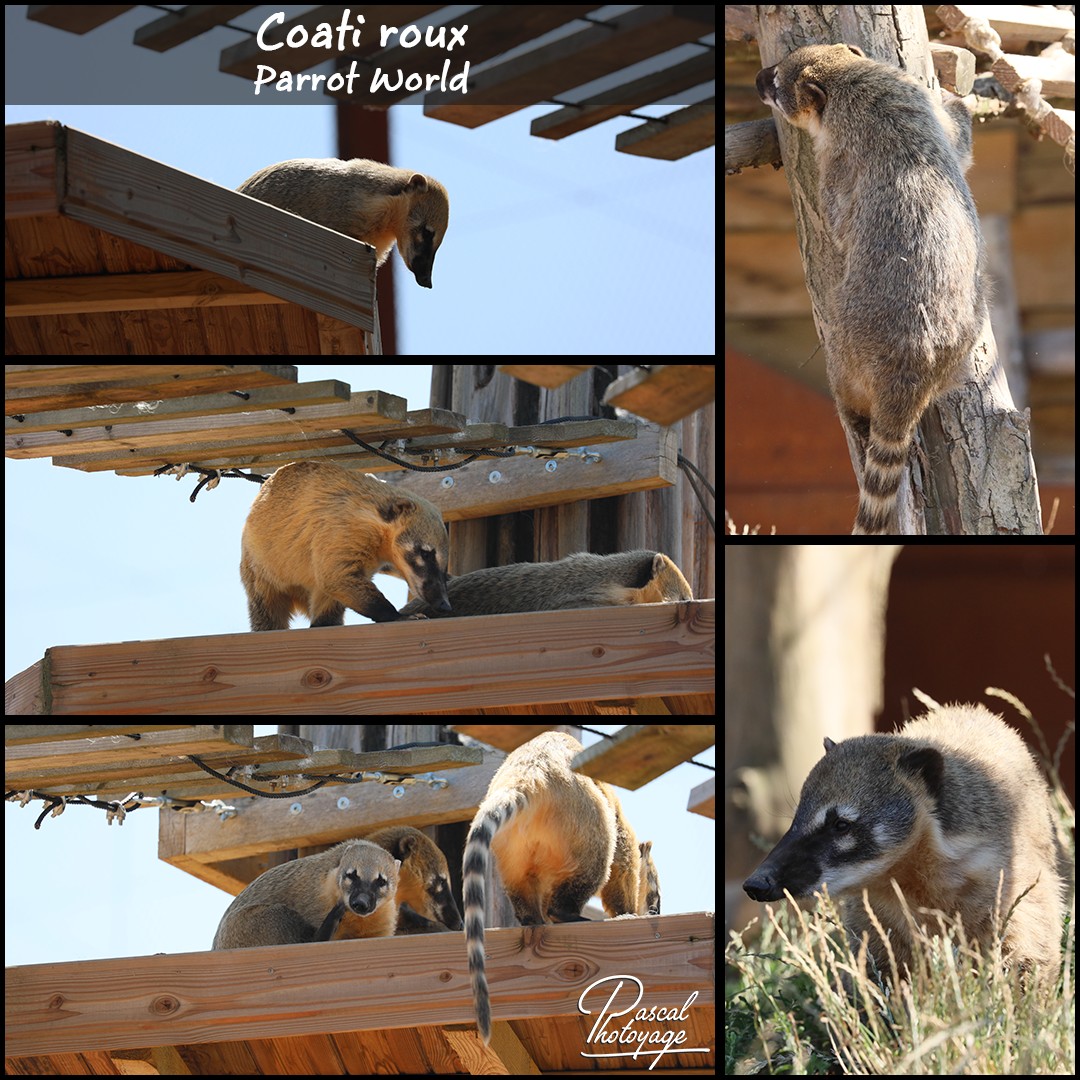 97669364_parrot_world_-_coati_01_-_layout_19_1080x1080.jpg