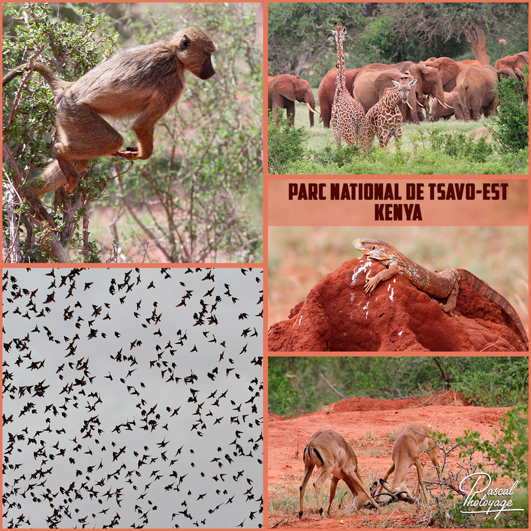 97834441_tsavo-est_02_-_layout_04_1080x1080.jpg