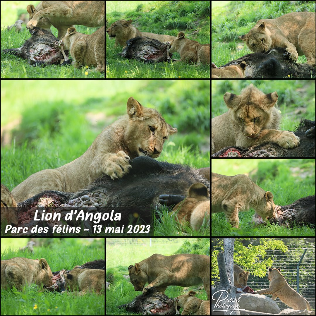 97920151_parc_des_felins_-_lion_d_angola_01_-_layout_46_1080x1080.jpg