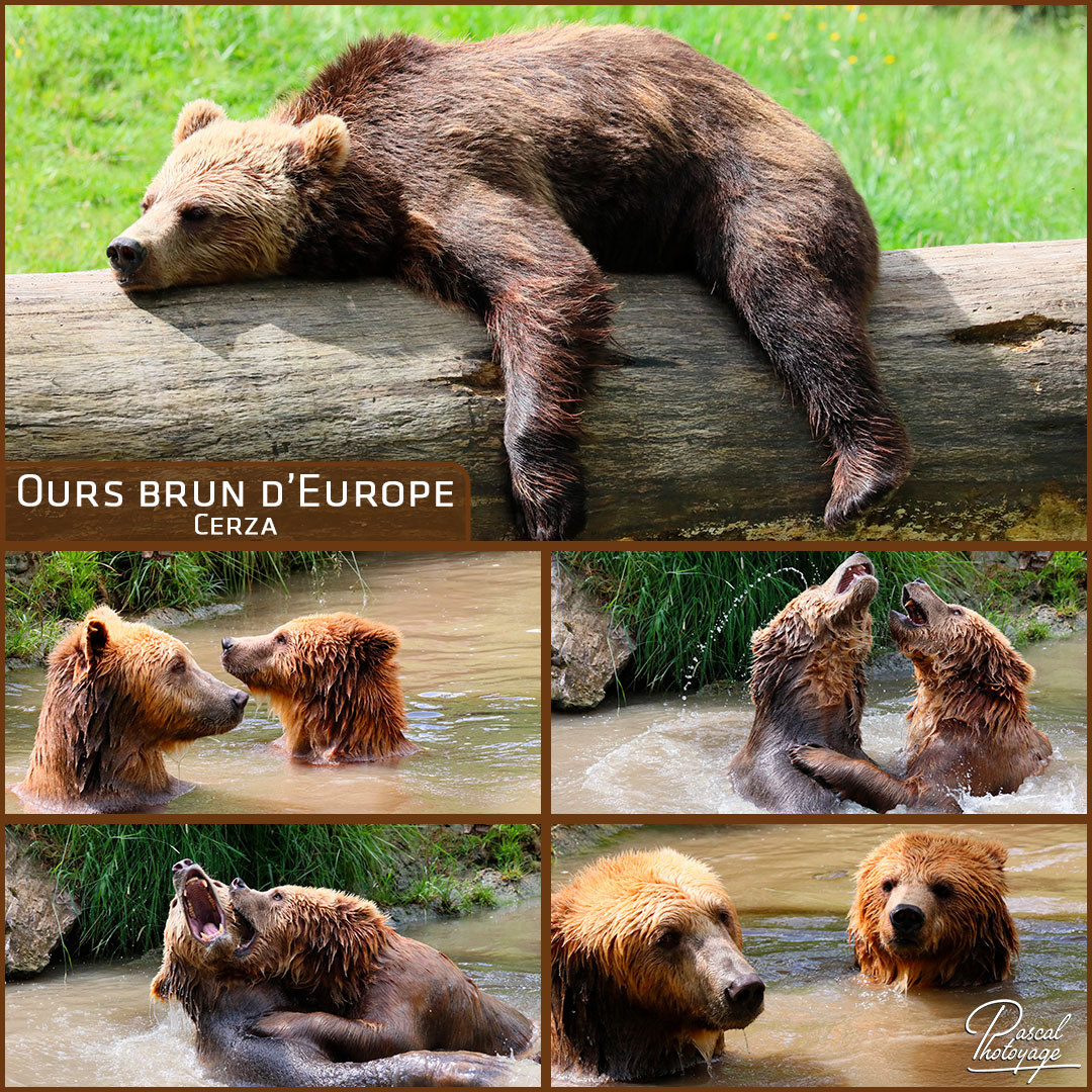 98045372_cerza_-_ours_brun_-_layout_56_1080x1080.jpg