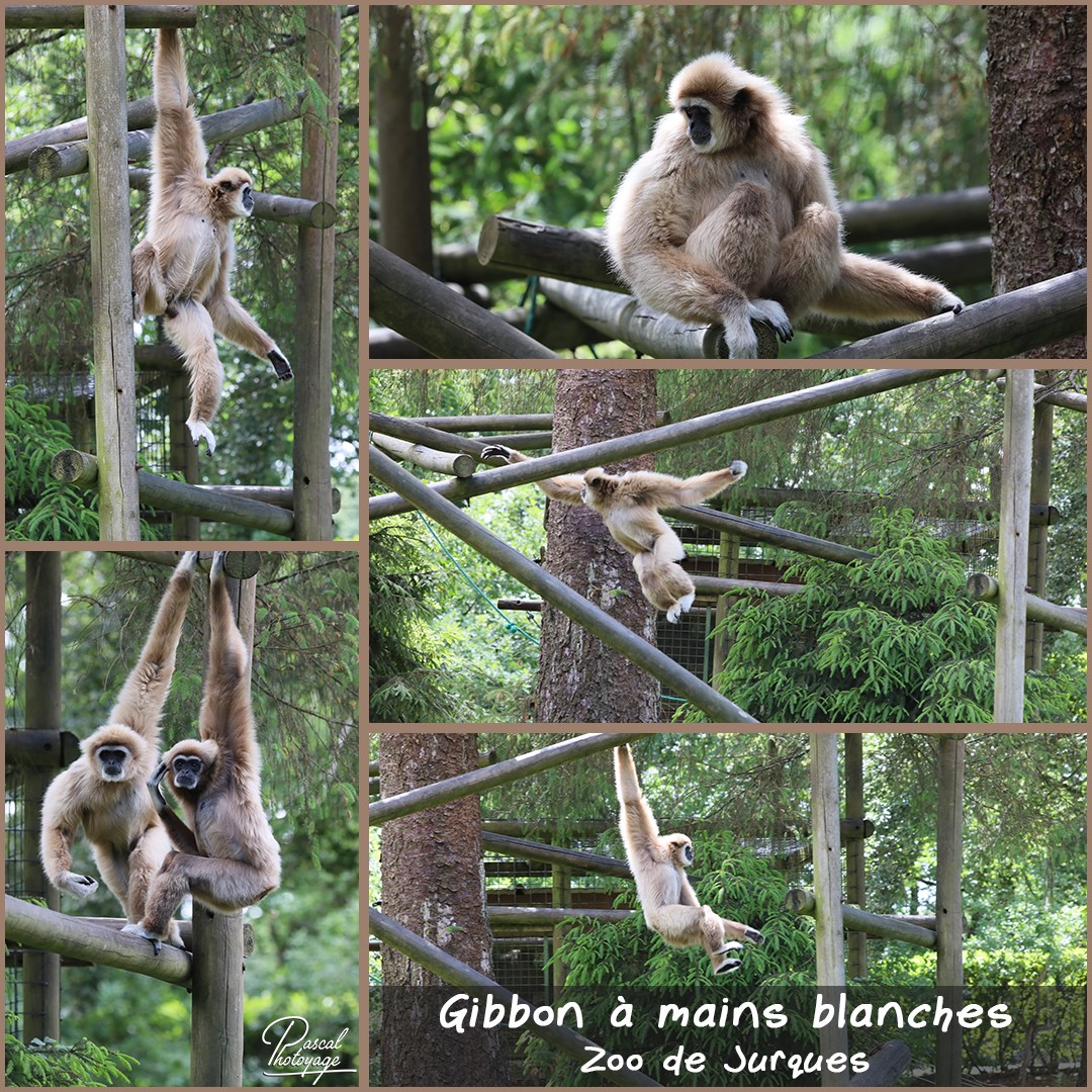 98956526_jurques_-_gibbon_a_mains_blanches_01_-_layout_20_1080x1080.jpg