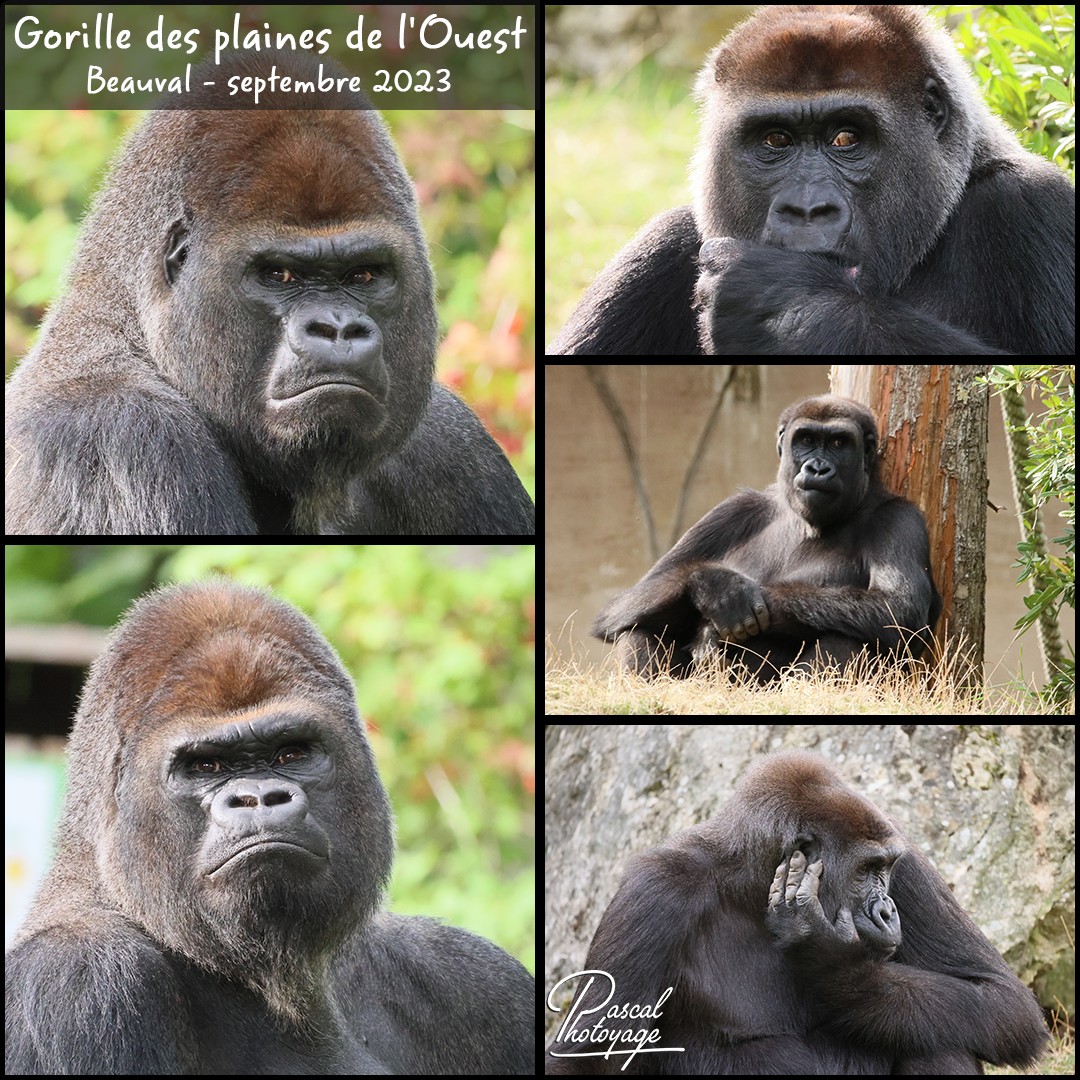 99135876_gorille_plaines_de_l_ouest_01_-_layout_18_1080x1080.jpg