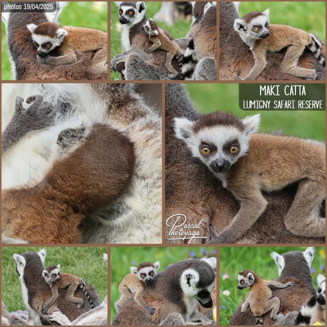 99365640_maki_catta_01_-_lumigny_safari_reserve_-_layout_34_1080x1080.jpg