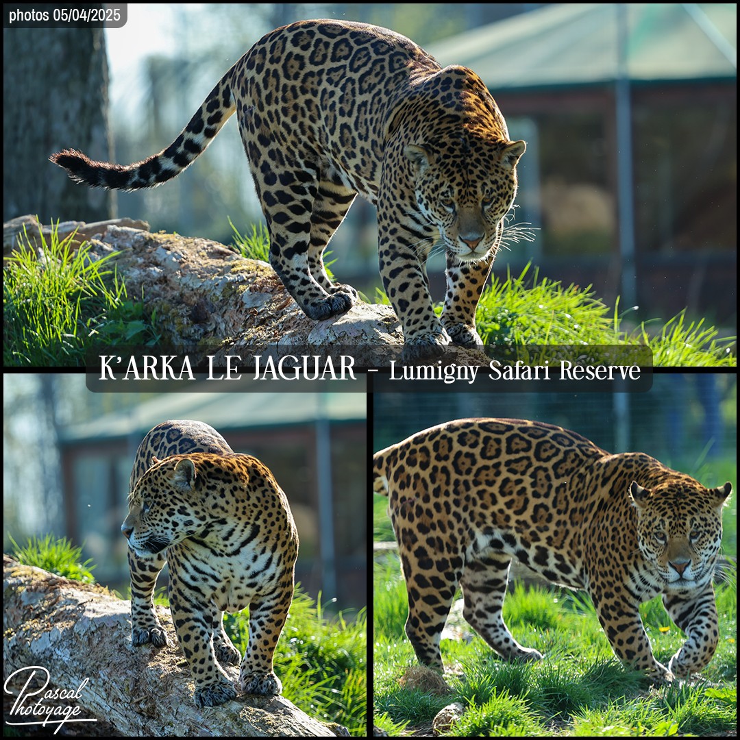 99814421_jaguar_01_-_lumigny_safari_reserve_-_layout_73_1080x1080_001.jpg