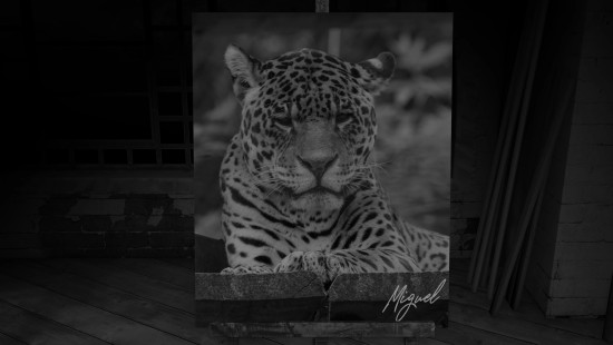 Galerie noir et blanc du jaguar Miguel du Zooparc de Beauval