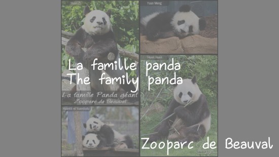 La famille panda du Zooparc de Beauval