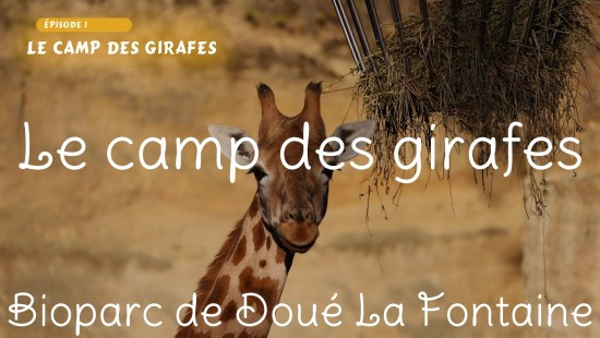 Le camp des girafes - Épisode 1