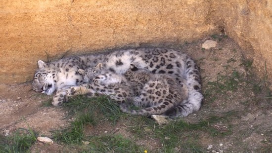 Les petites panthères des neiges du BioParc de Doué La Fontaine nées le 25 mai 2025, filmées le 13 octobre 2025.