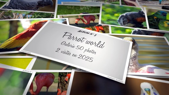 Parrot world - Année 2025 - Album 01