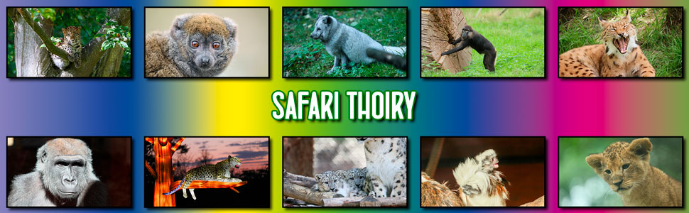 safari_thoiry_01.jpg