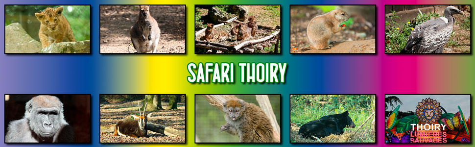 safari_thoiry_08.jpg