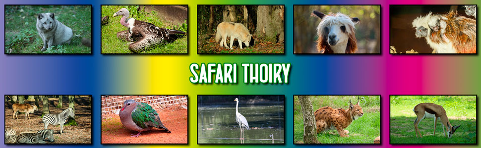 safari_thoiry_11.jpg