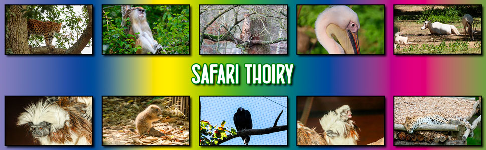 safari_thoiry_15.jpg