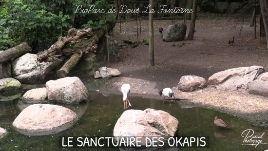 Le sanctuaire des okapis