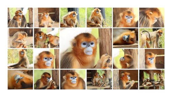 Les singes dorés du ZooParc de Beauval