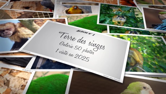 Terre des singes - Année 2025 - Album 01