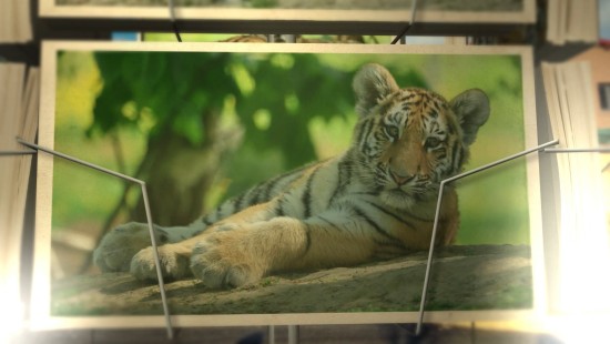 Les petits tigres de Sibérie du Lumigny Safari Reserve