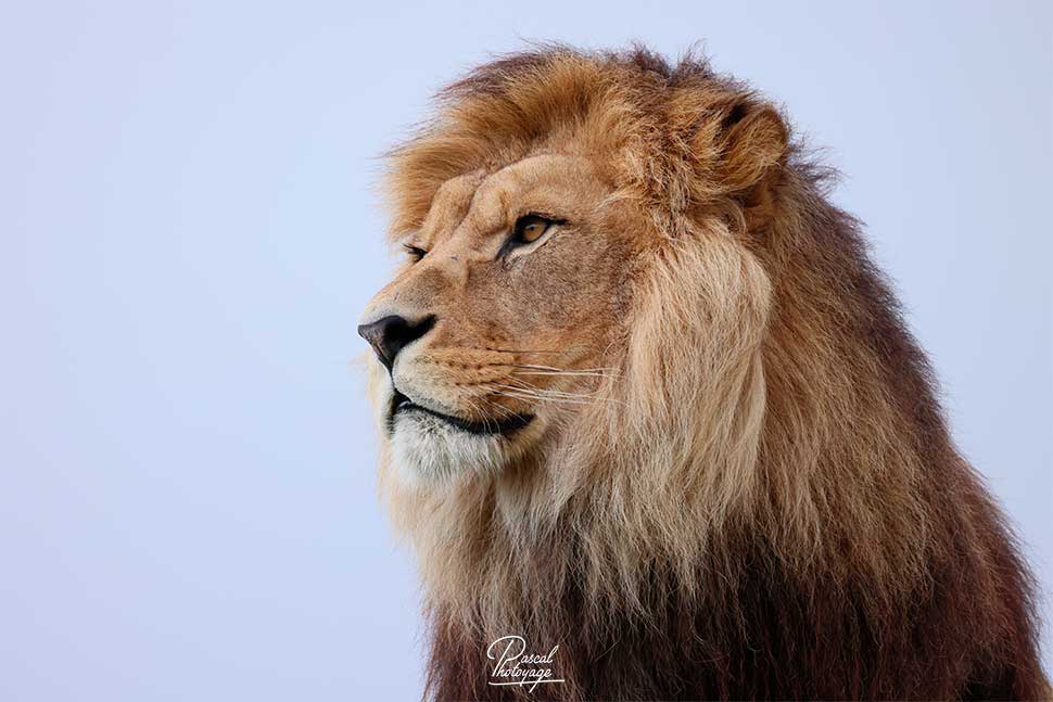 Baz - lion d'Afrique