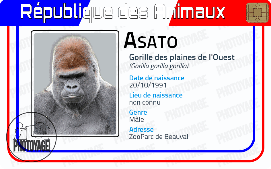 Asato (gorille des plaines de l'Ouest)