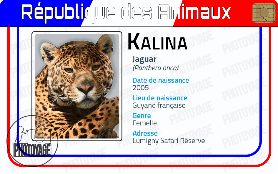 Kalina (jaguar)