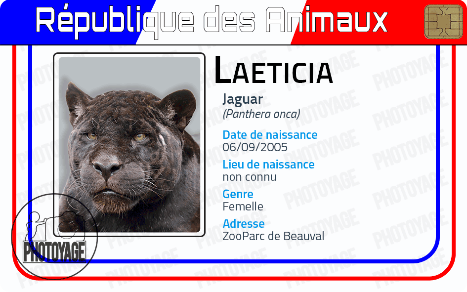 Laeticia (jaguar)