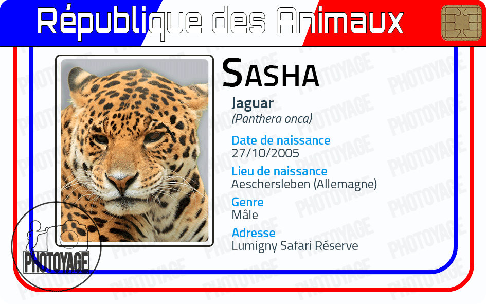 Sasha (jaguar)