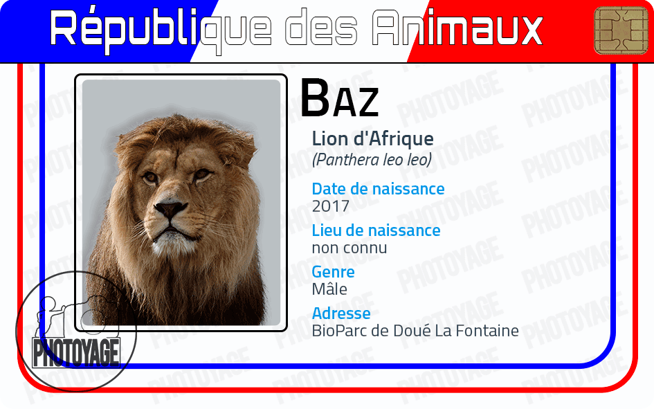 Baz (lion d'Afrique)