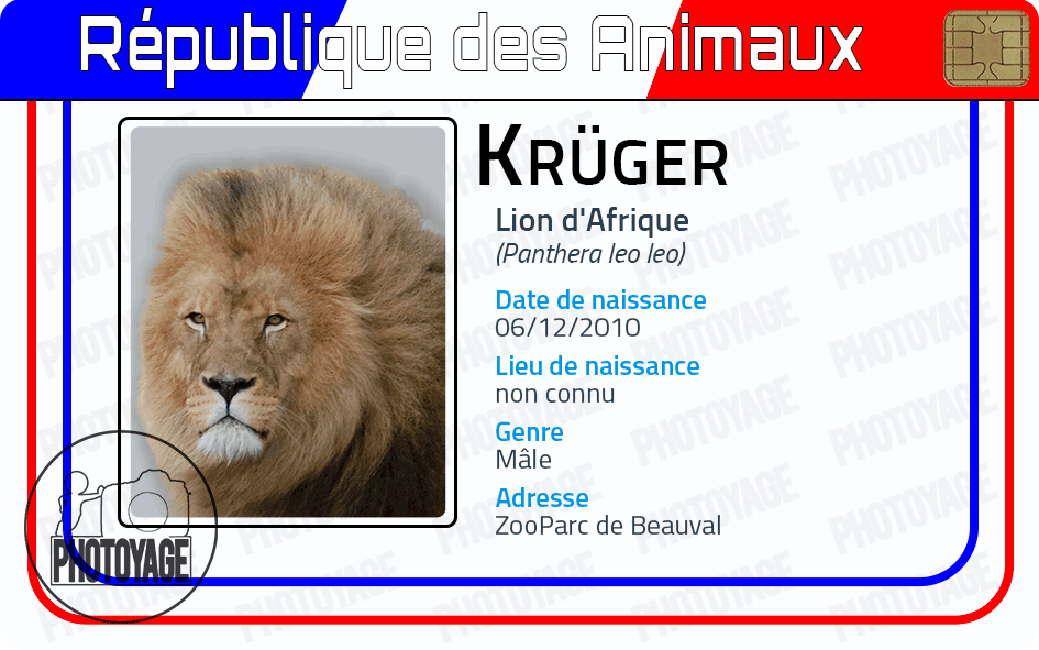 Krüger (lion d'Afrique)