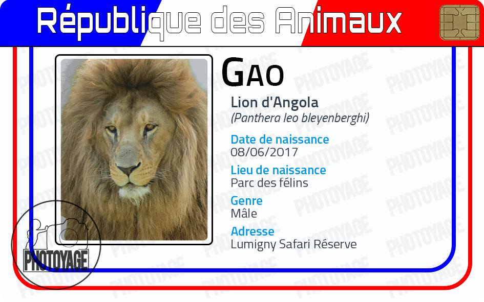 Gao (lion d'Angola)
