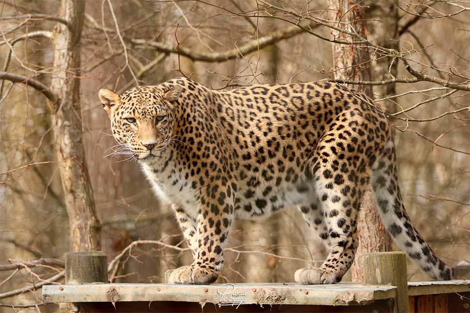 Fatma - Panthère de Perse - Lumigny Safari Réserve