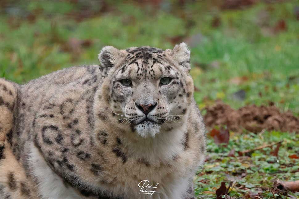 Athowa - panthère des neiges - Lumigny Safari Réserve