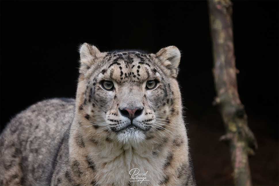 Neko - panthère des neiges - Lumigny Safari Réserve