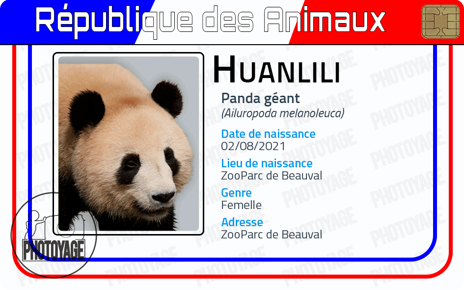 Huanlili (panda géant)