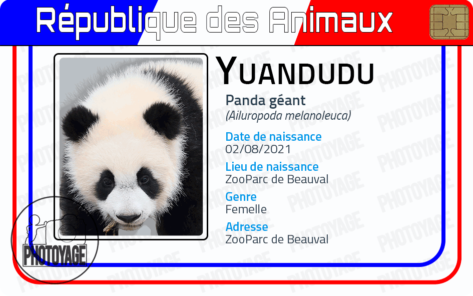 Yuandudu (panda géant)